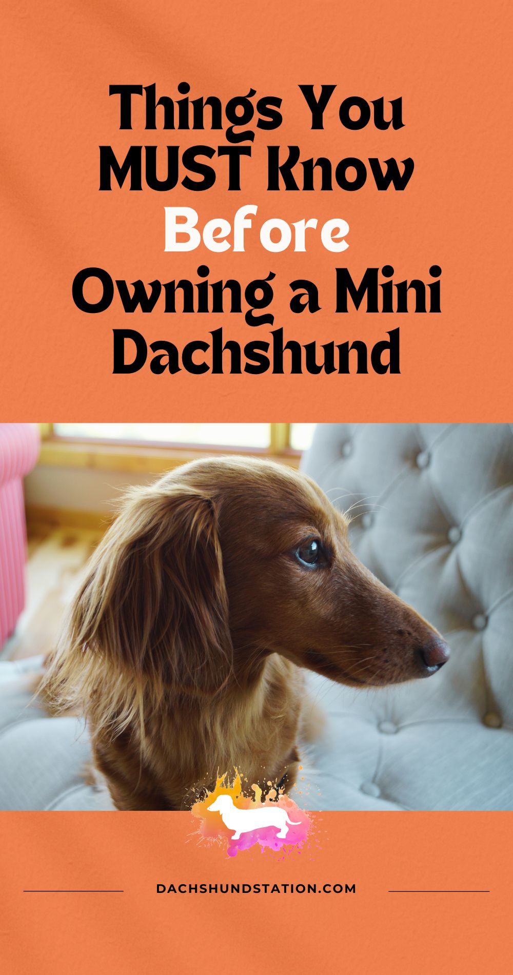 Things You MUST Know Before Owning a Mini Dachshund Pin