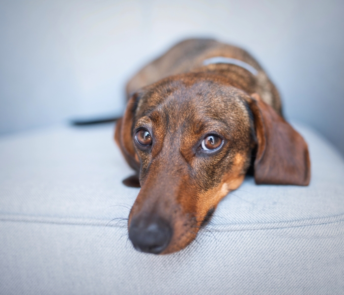 Things You MUST Know Before Owning a Mini Dachshund Things You MUST Know Before Owning a Mini Dachshund