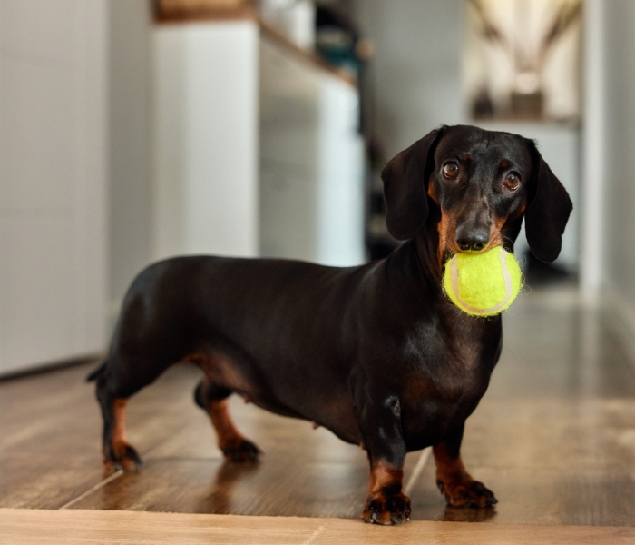 black and tan mini dachshund playing ball black and tan mini dachshund playing ball