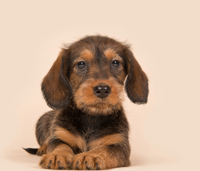 cute wire haired dachshund puppy laying on the floor cute wire haired dachshund puppy laying on the floor