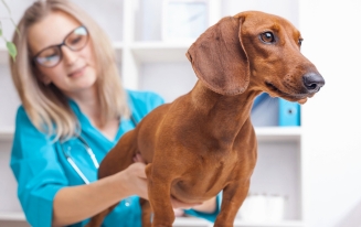 Best Pet Insurance for Dachshunds