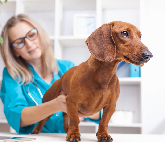 Best Pet Insurance for Dachshunds Best Pet Insurance for Dachshunds