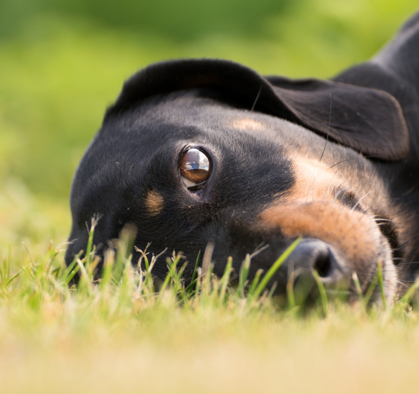 Prevent IVDD in Dachshunds Post