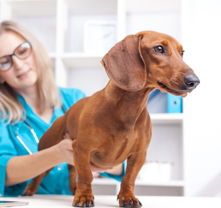 best pet insurance for dachshunds post