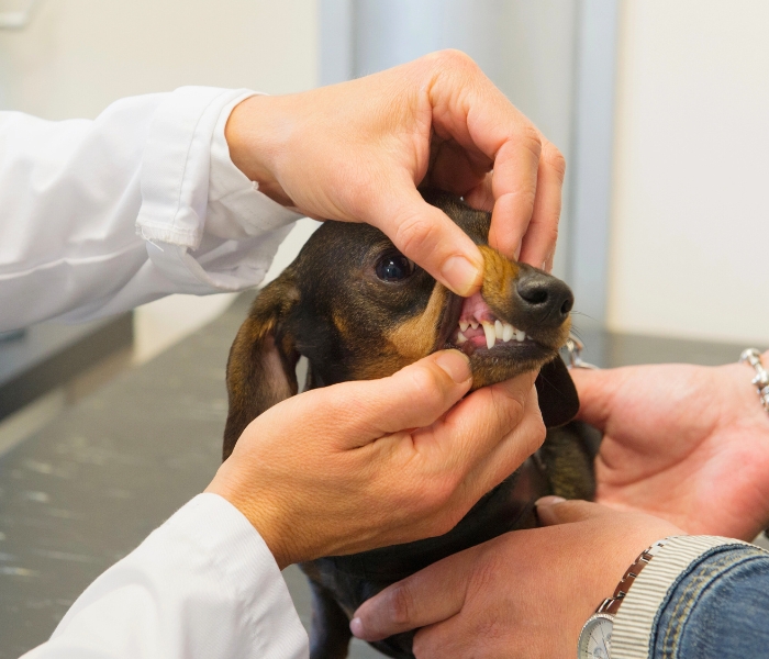 dachshund getting their teeth checked at the vet dachshund getting their teeth checked at the vet