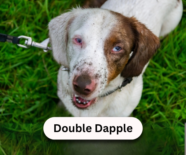 double dapple dachshund with small blue eyes double dapple dachshund with small blue eyes