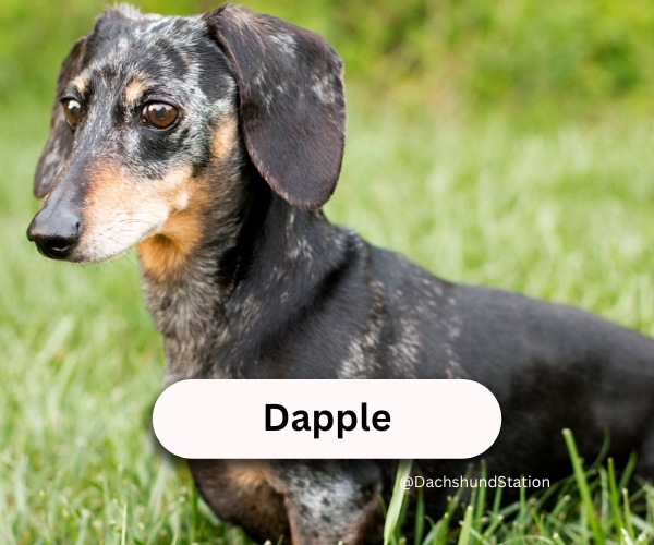 silver dapple dachshund silver dapple dachshund