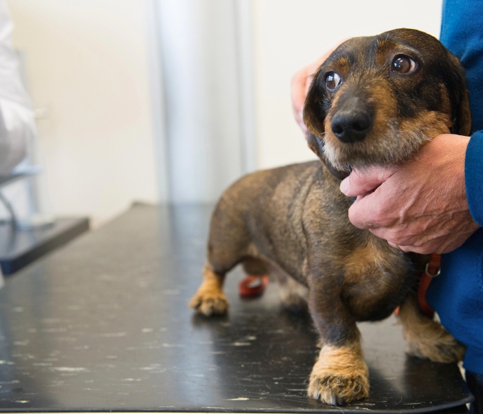 wire haired dachshund looking nervous at the vet wire haired dachshund looking nervous at the vet