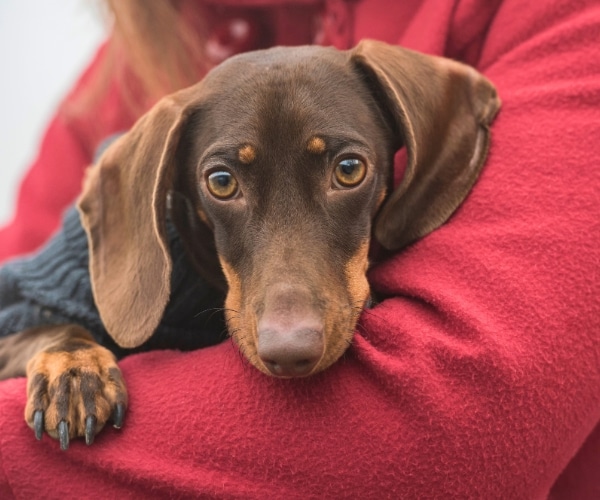 The One Thing That Your Dachshund Needs The Most The One Thing That Your Dachshund Needs The Most