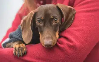 The One Thing That Your Dachshund Needs The Most