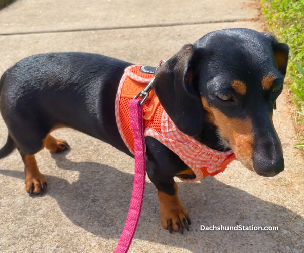 Puppia Harness for Mini Dachshund