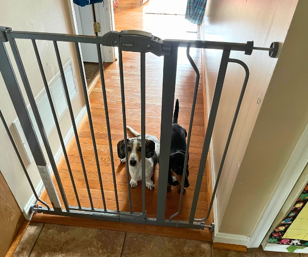 best dog gate for dachshunds