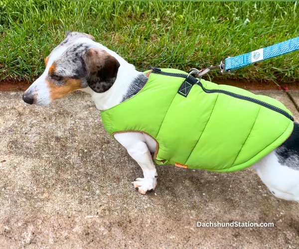 mini dachshund coat – Gooby Dog Coat mini dachshund coat - Gooby Dog Coat