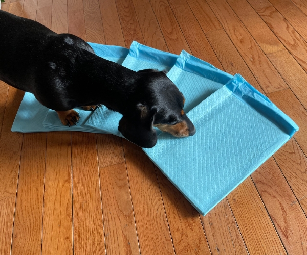 puppy pads for dachshunds