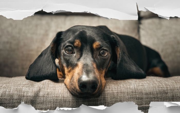 How to Tell If Your Dachshund Is Hurting