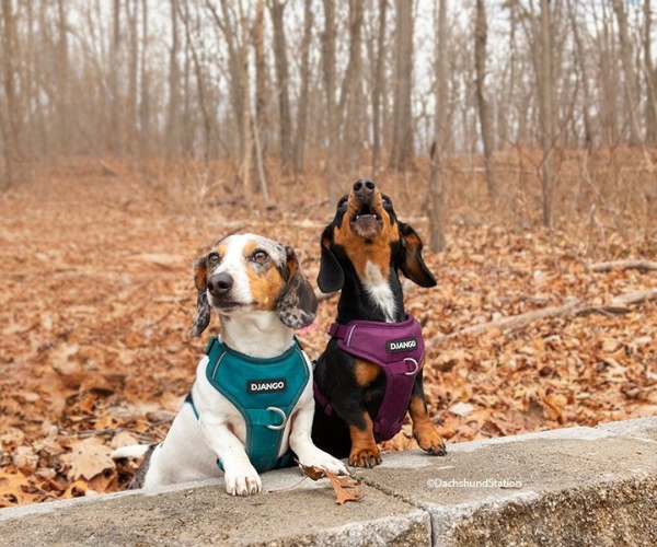 two cute mini dachshunds, eko and gretta, wearing Django harnesses two cute mini dachshunds, eko and gretta, wearing Django harnesses