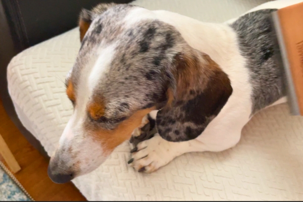 dachshund falling asleep while he is getting brushed dachshund falling asleep while he is getting brushed