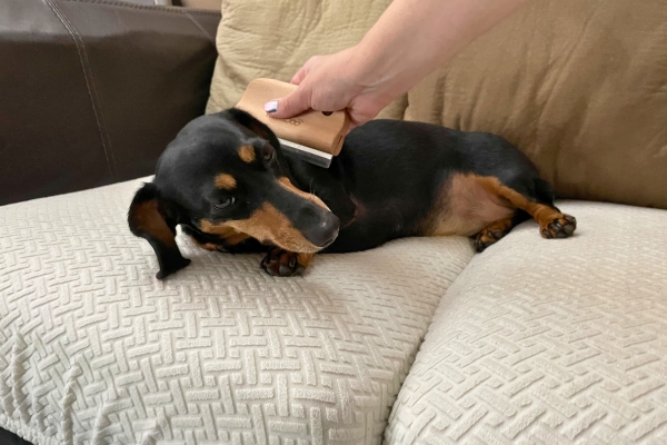 mini dachshund getting brushed mini dachshund getting brushed