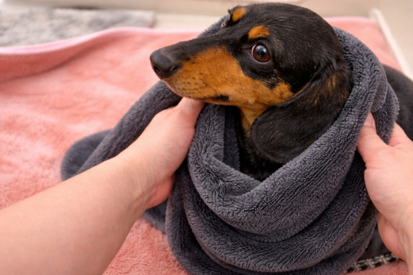 mini dachshund getting dried off with a microfiber towel mini dachshund getting dried off with a microfiber towel