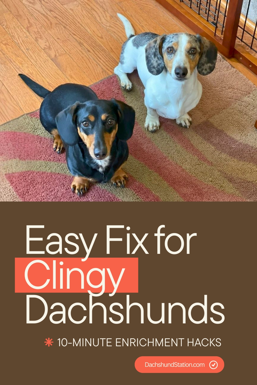 Easy Fix for Clingy Dachshunds 10-Minute Enrichment Hacks Easy Fix for Clingy Dachshunds 10-Minute Enrichment Hacks