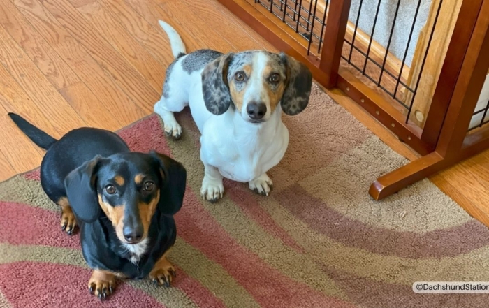 Easy Fix for Clingy Dachshunds – 10-Minute Enrichment Hacks