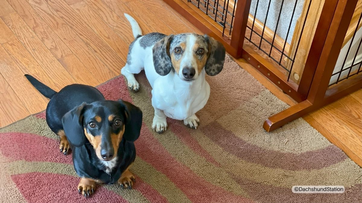 Easy Fix for Clingy Dachshunds – 10-Minute Enrichment Hacks Easy Fix for Clingy Dachshunds: 10-Minute Enrichment Hacks