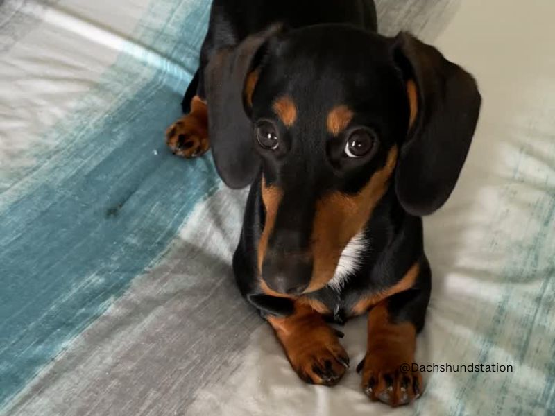 cute mini dachshund puppy laying on a blanket cute mini dachshund puppy laying on a blanket