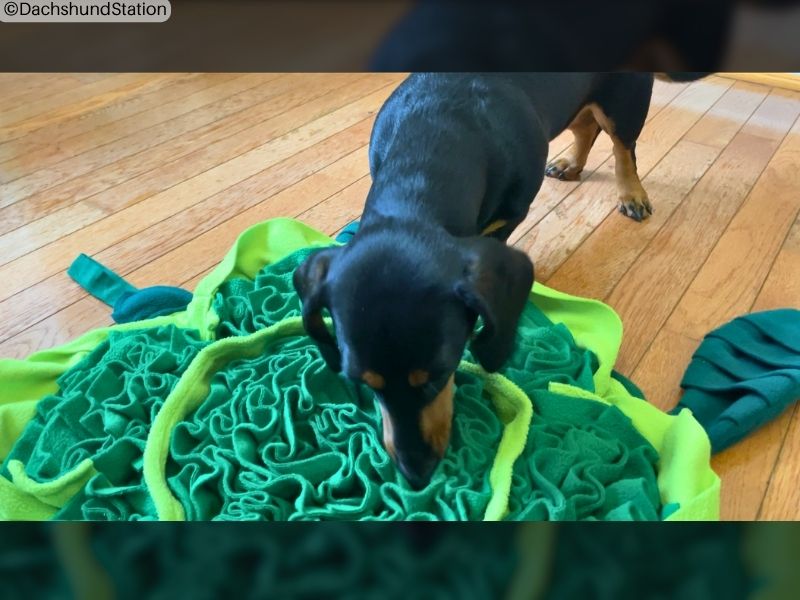 dachshund looking for treats in a dog snuffle mat dachshund looking for treats in a dog snuffle mat