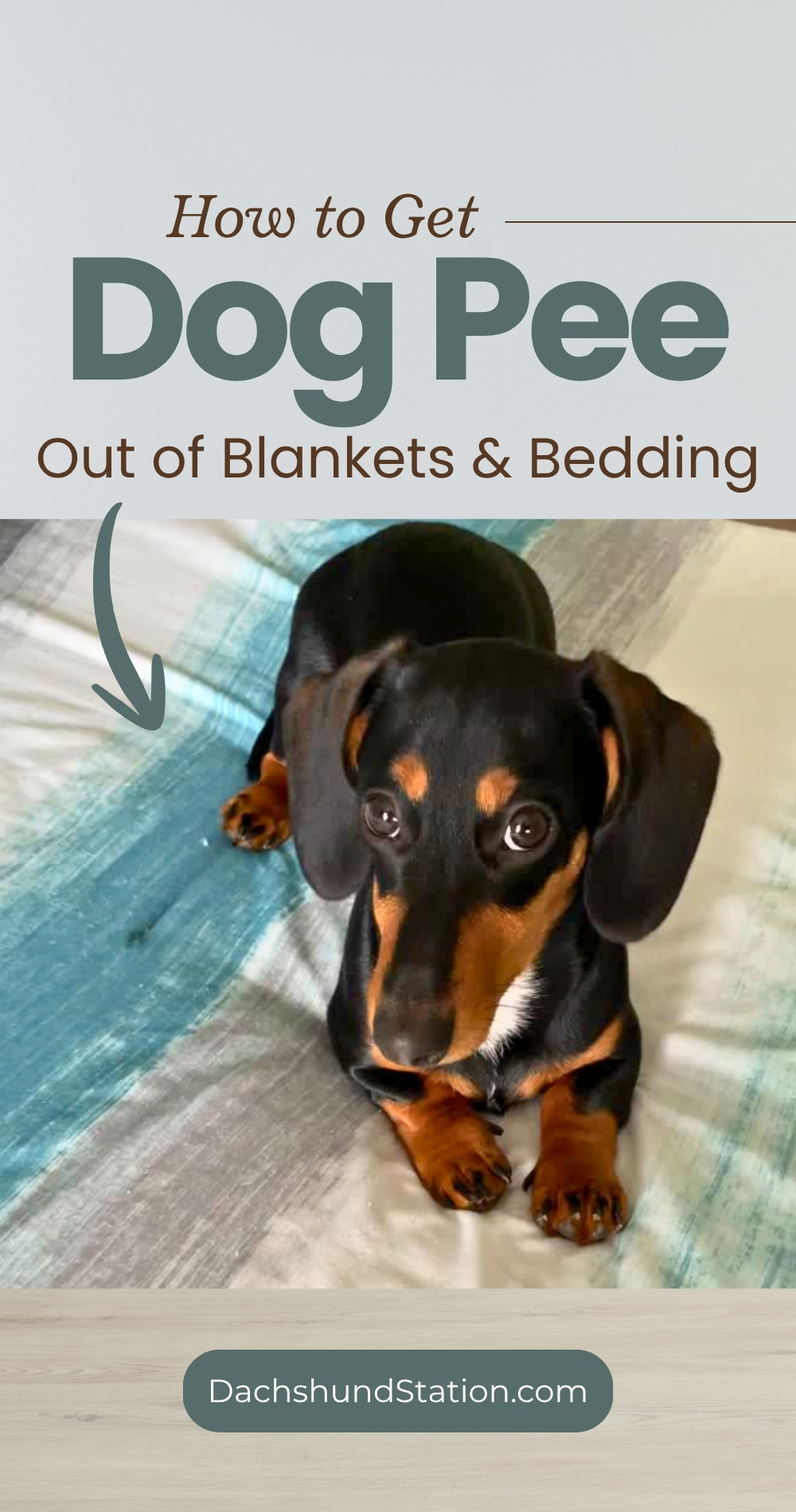 how to get dog pee out of blankets & bedding pin how to get dog pee out of blankets & bedding pin