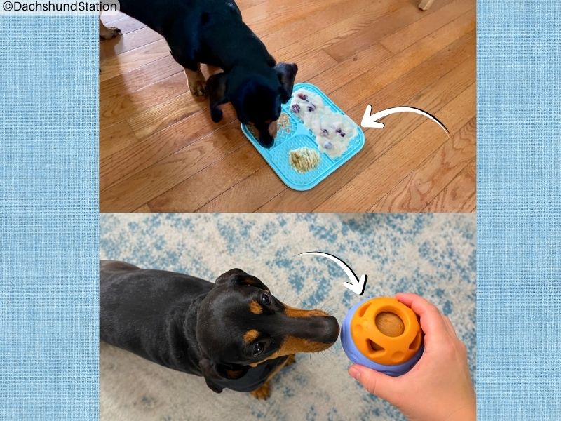 mini dachshund enjoying lick mat and enrichment dog lick toy mini dachshund enjoying lick mat and enrichment dog lick toy