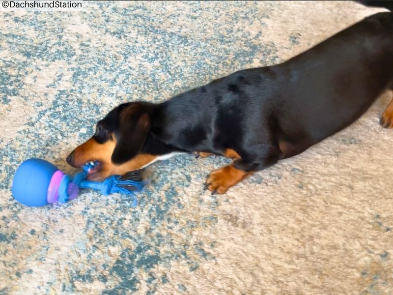 mini dachshund playing with interactive ball mini dachshund playing with interactive ball