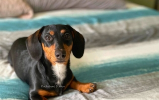 mini dachshund puppy laying on a blanket