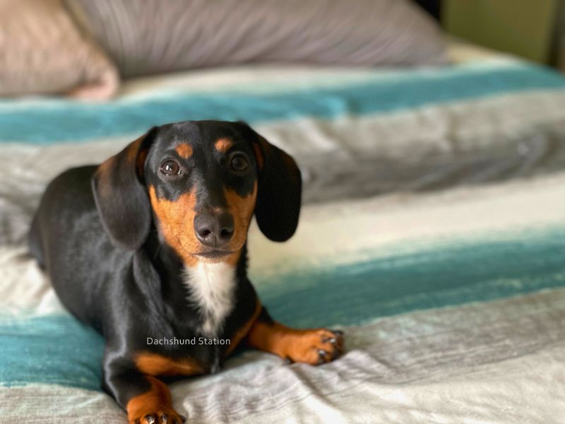 mini dachshund puppy laying on a blanket mini dachshund puppy laying on a blanket