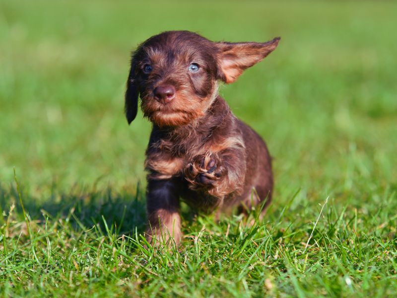 tiny dachshund puppy running through the grass tiny dachshund puppy running through the grass